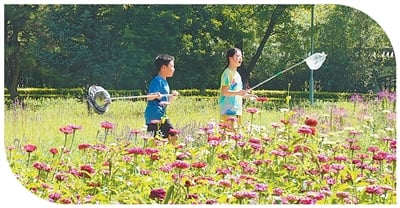 草原钢城 小丽花开（一朵花读懂一座城）