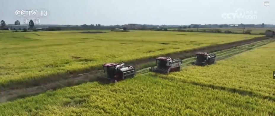 全国秋粮收获过五成！全程机械化护航秋收 粮食生产提质增效