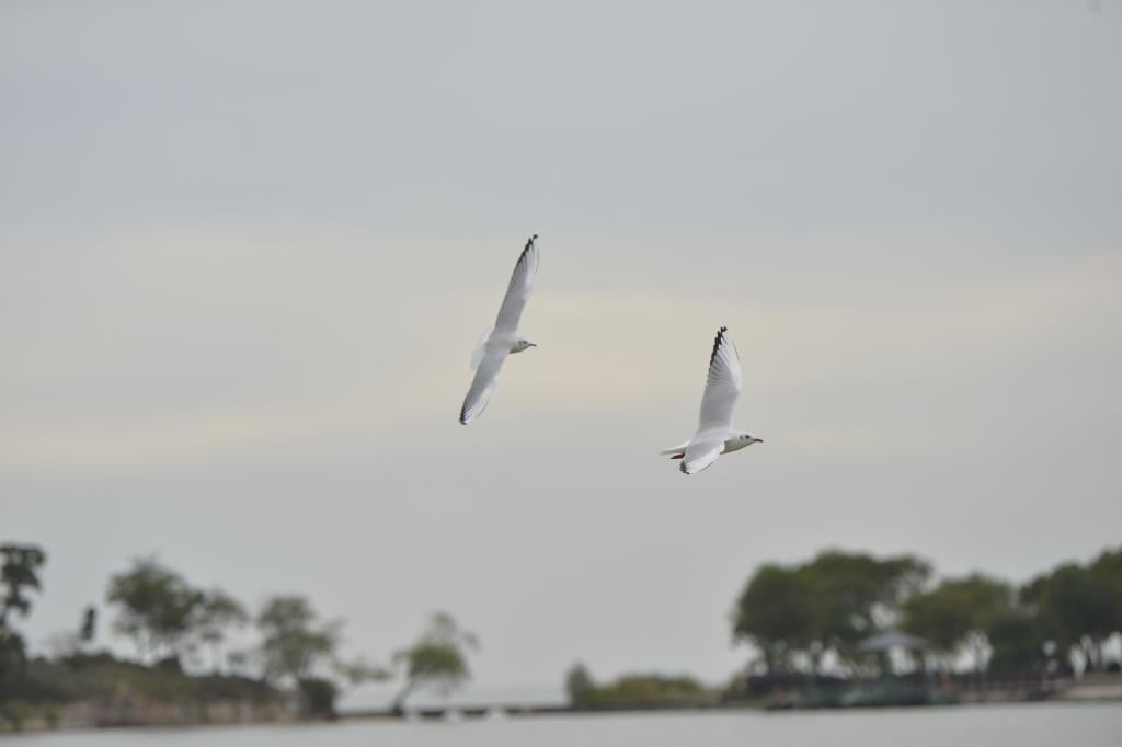 四中全会精神在基层丨太湖新生记：一湖清水的绿色攻坚战