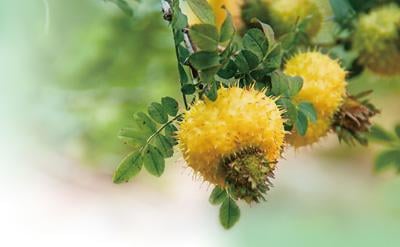 深山小野果 长成大产业（美丽中国·生态优势下的特色产业）