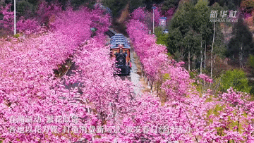 春日经济一线观察｜以花为媒 绘就春日消费新图景
