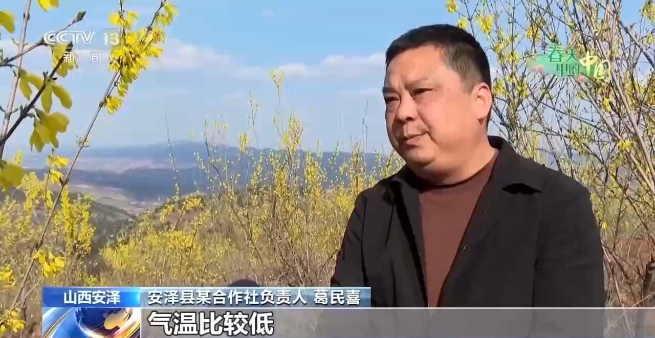 樱花漫山、山桃映古建……清明踏青地图请收好