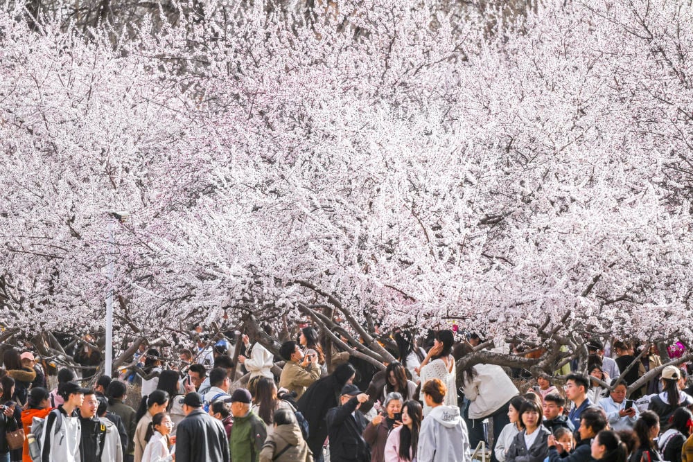 以花为媒，春日经济绽放别样活力