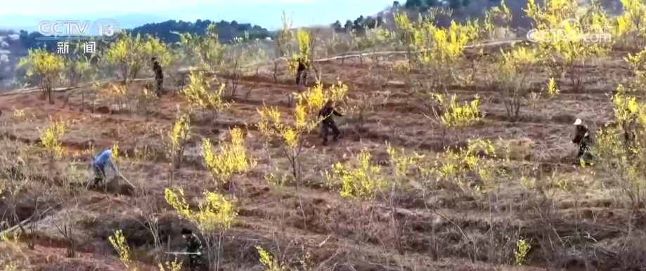 特色花海成百姓增收“钱袋子” 擦亮生态景观美丽名片添彩农文旅发展新画卷